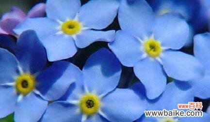 揭示勿忘我花语和象征意义 以勿忘我花语和寓意