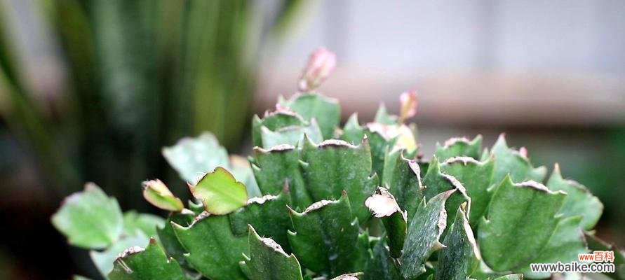 一年开几次花 蟹爪兰的花开频率与花语