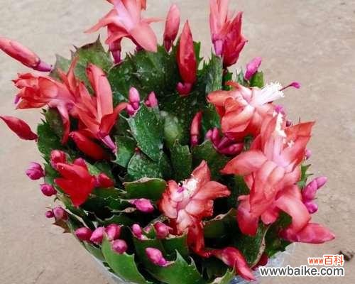 一年开几次花 蟹爪兰的花开频率与花语