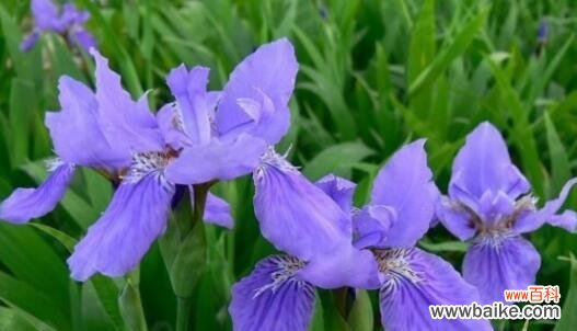 花开优雅 鸢尾花