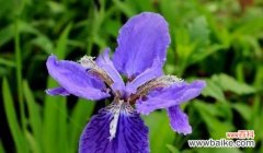 花开优雅 鸢尾花