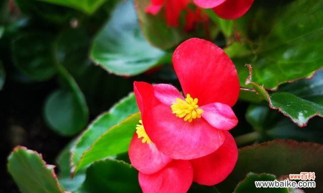 秋海棠花语的深刻内涵及文化象征 秋海棠花语与寓意