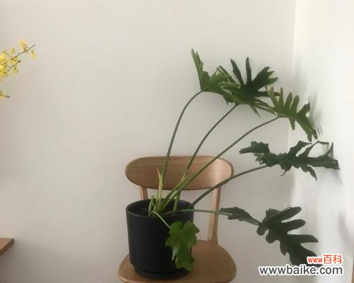 探寻春羽花的美丽和神秘 以春羽的花语及寓意