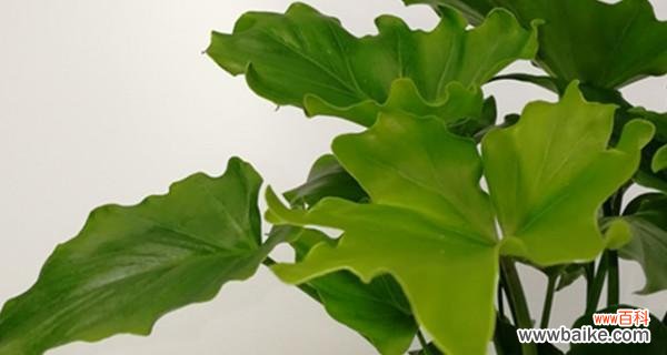 探寻春羽花的美丽和神秘 以春羽的花语及寓意