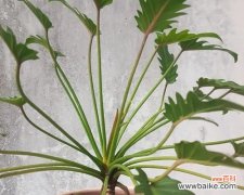 探寻春羽花的美丽和神秘 以春羽的花语及寓意