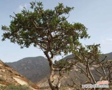 用生日蒲公英送出深刻的祝福 以款冬蒲公英，生日花语早熟