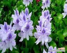 凤眼莲花的美丽与寓意 凤眼莲花语的深意