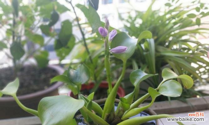 凤眼莲花的美丽与寓意 凤眼莲花语的深意