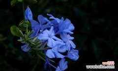 蓝雪花 蓝雪花的花语探秘——寒冬中的希望之花