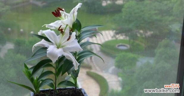 以口红吊兰为主题的风水寓意与摆放位置