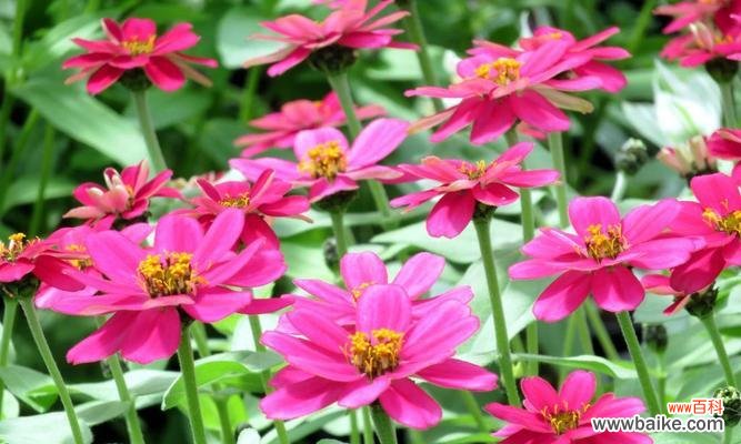 用百日草花诠释生命的意义与价值 百日草花