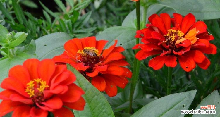 用百日草花诠释生命的意义与价值 百日草花