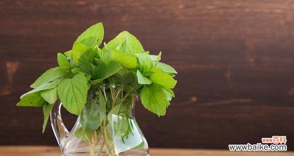 探寻大自然中的环保之源 绿色环保的植物世界