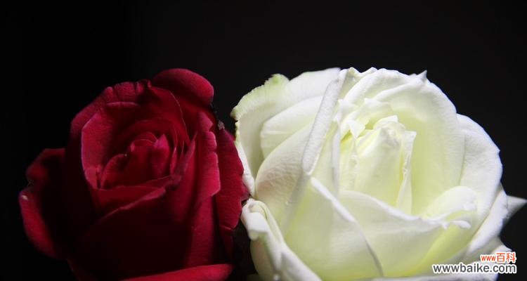 寓意不朽的美丽与悲伤 枯萎的白玫瑰花语及其意义