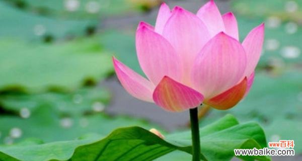 一朵莲花的美丽故事 莲花的象征意义与寓意