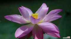 一朵莲花的美丽故事 莲花的象征意义与寓意