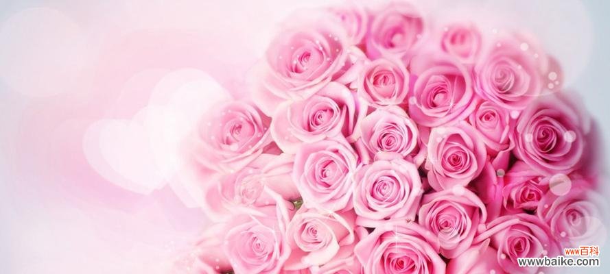 解读粉色玫瑰的浪漫与温柔 粉色玫瑰的象征意义及文化内涵