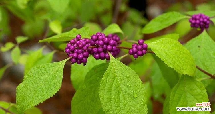 从自我保护到生态平衡 植物中的责任与担当——生命之源的奉献者