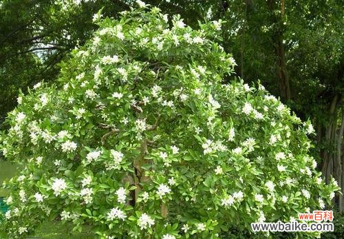 香气满溢 九里香之寓意与象征