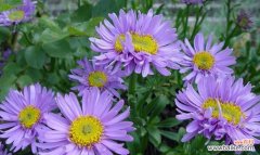 纯洁花海中的白色翠菊 白色翠菊的花语——寄托纯洁和希望的象征