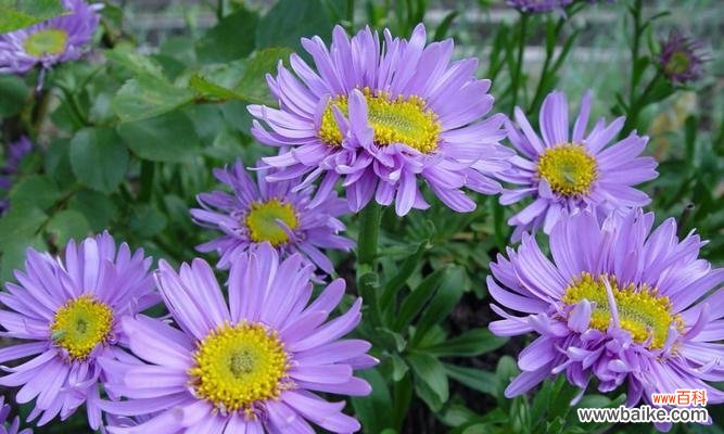 纯洁花海中的白色翠菊 白色翠菊的花语——寄托纯洁和希望的象征