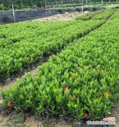 探寻小叶龙船花的花语和象征意义 小叶龙船花的美丽与寓意