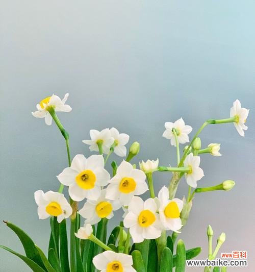 以水仙恋为象征 水仙恋