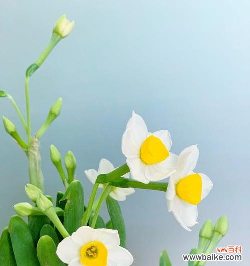 以水仙恋为象征 水仙恋