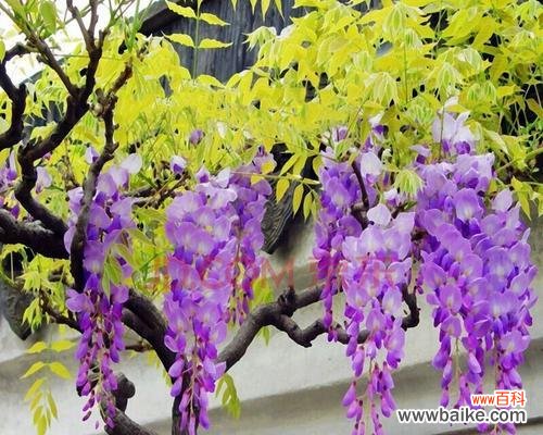 揭开紫藤花的隐含力量与美丽 紫藤花