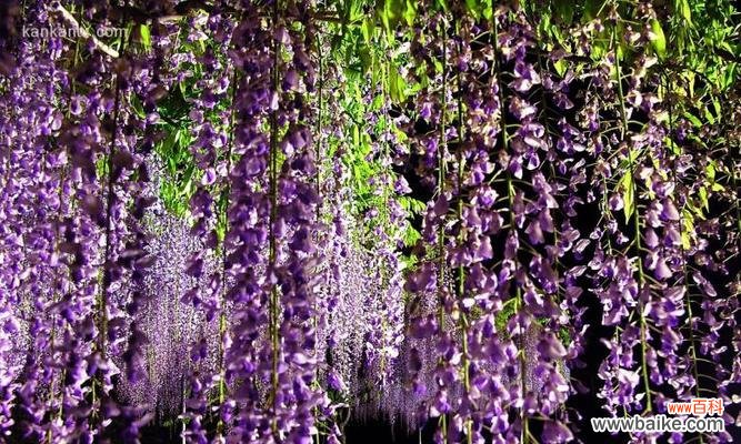 揭开紫藤花的隐含力量与美丽 紫藤花