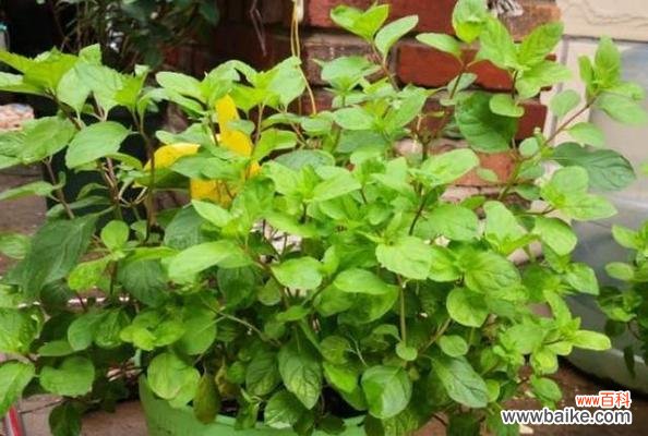 深入探究薄荷开花的象征与作用 薄荷开花之寓意与意义