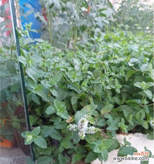 深入探究薄荷开花的象征与作用 薄荷开花之寓意与意义