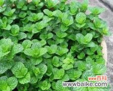 深入探究薄荷开花的象征与作用 薄荷开花之寓意与意义