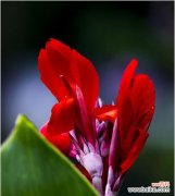 探秘美人蕉的神秘之美与传承 美人蕉花语与传说