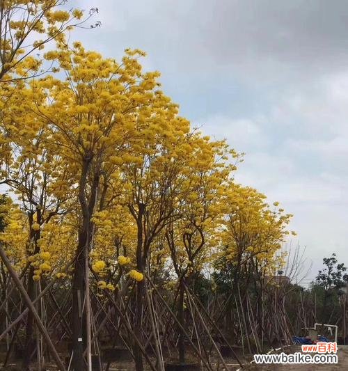 全冠树的定义 全冠树