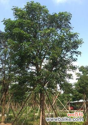 全冠树的定义 全冠树