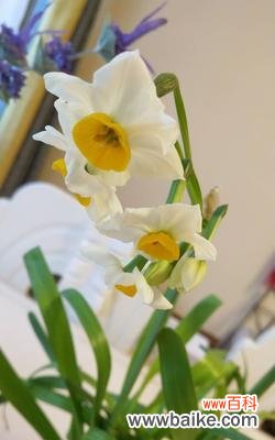 探索水仙花的象征意义与传说 水仙花的美丽寓意