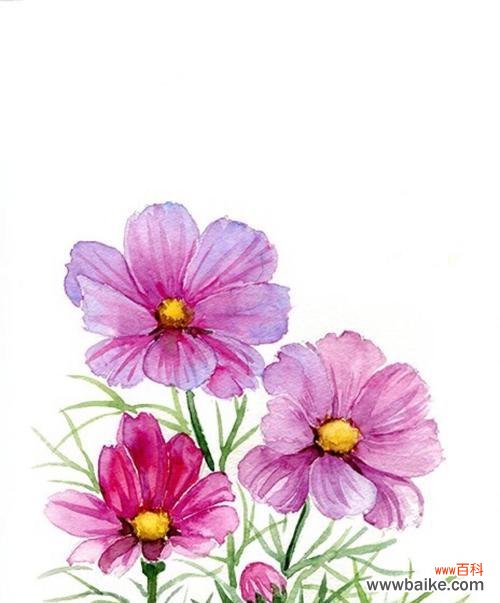 解密花朵的微妙语言 花语