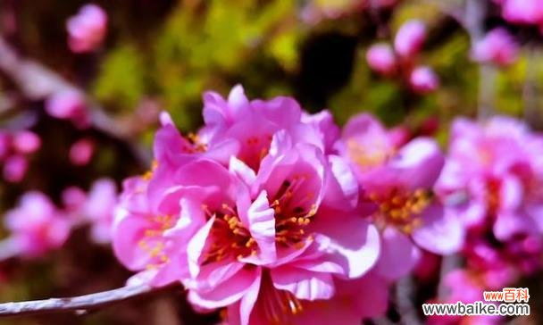 以樱花为主题 春天花开，绽放美丽