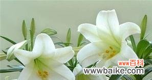 探索百合花的象征寓意与文化价值 百合花的代表意义