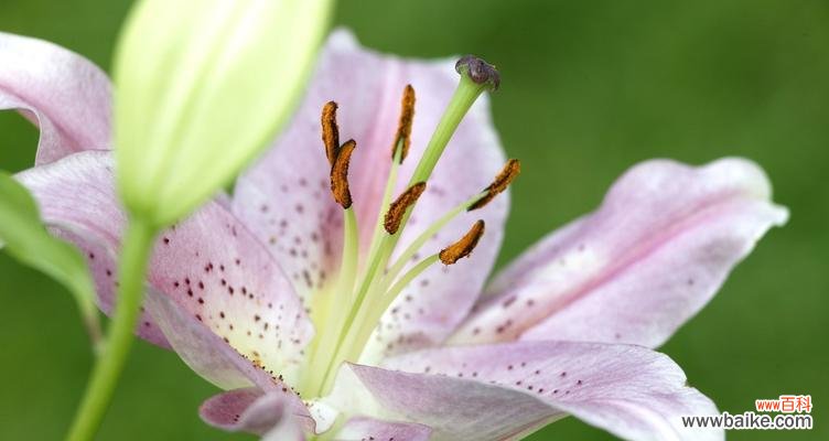 探索百合花的象征寓意与文化价值 百合花的代表意义