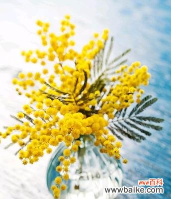 祝福平安 以桃花的花语为主题的《平安归来》