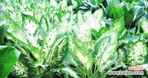 探寻万年青花开的象征意义与启示 万年青花开的美丽寓意