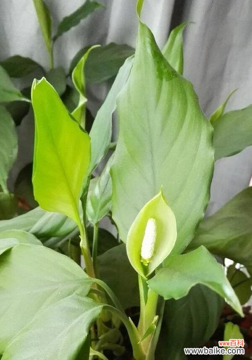 探寻万年青花开的象征意义与启示 万年青花开的美丽寓意