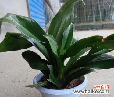 探寻万年青花开的象征意义与启示 万年青花开的美丽寓意