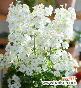 以梅花代表报春的坚韧与希望 花开报春,美好永恒