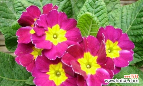 以梅花代表报春的坚韧与希望 花开报春,美好永恒