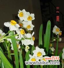 探秘水仙花的寓意与意义 水仙花的花语和象征