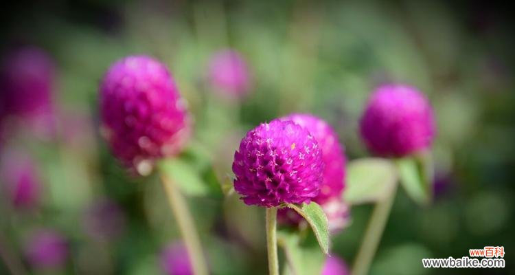 探寻千日粉花语的美丽秘密 千日粉花语的含义与传说