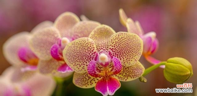 探索蝴蝶兰的神秘与美丽 蝴蝶兰的花语与寓意